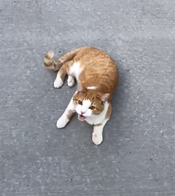 The Friendly Neighborhood Cat Stopping By To Say Hello