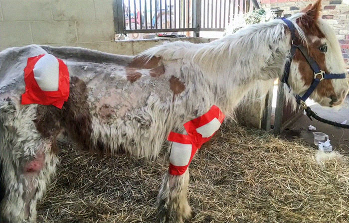 Volunteers 'Shocked' To See This 'Dead' Horse Still Alive Nurse It Back To Health And The Transformation Is Incredible Volunteers 'Shocked' To See This 'Dead' Horse Still Alive Nurse It Back To Health And The Transformation Is Incredible