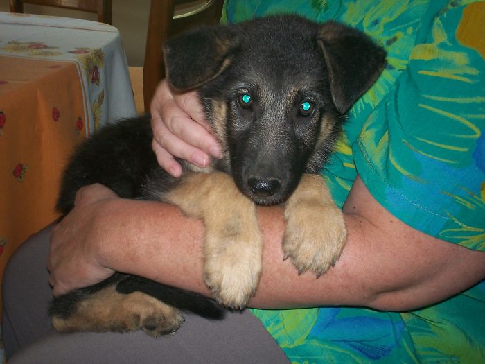 Just Arrived My Little, Furry "Monster-To-Be"