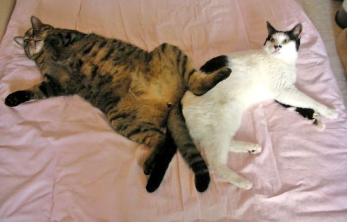 Weird-Position-Lying-Cats-Pics