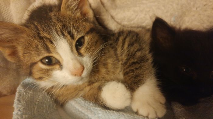 These Feral Kittens Lost Their Mommy And Lived On Their Own For A Few Days Until We Took Them Home!