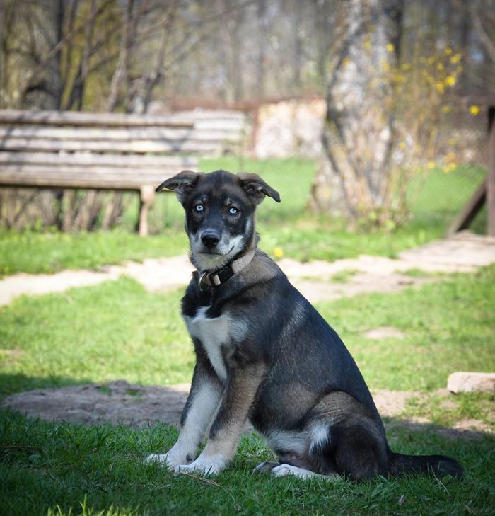 This Is My Majestical Husky Mix Called Bičiulis (Buddy)