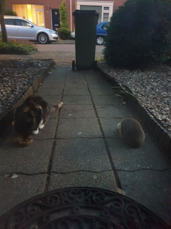 This Is How I Tamed A Kitty Named Spooky This Is How I Tamed A Kitty Named Spooky