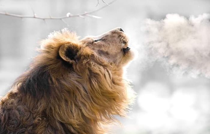 I Am A Wildlife Hunter, But My 'Gun' Is My Camera (19 Pics)