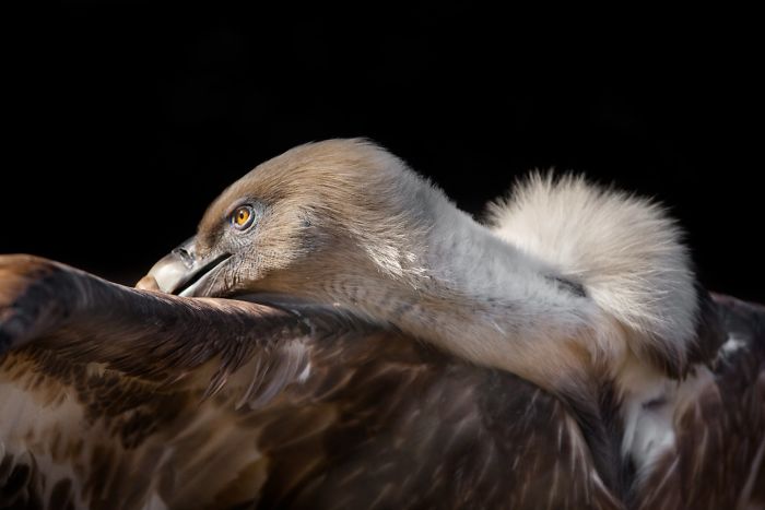 I Am A Wildlife Hunter, But My 'Gun' Is My Camera (19 Pics)