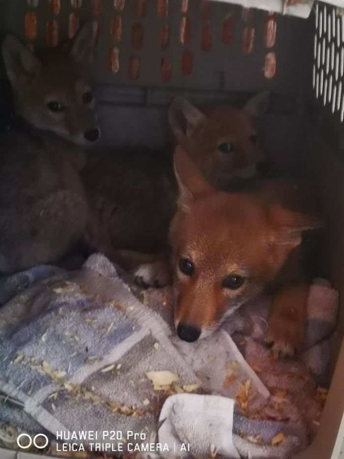 Canadian Saves Coyote Pup From Drowning And Lets Him Tag Along For A 10-Day Raft Ride Canadian Saves Coyote Pup From Drowning And Lets Him Tag Along For A 10-Day Raft Ride