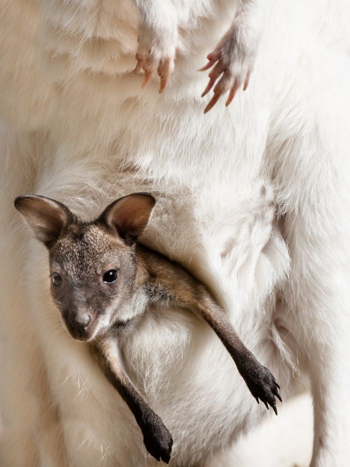 I Am A Wildlife Hunter, But My 'Gun' Is My Camera (19 Pics)