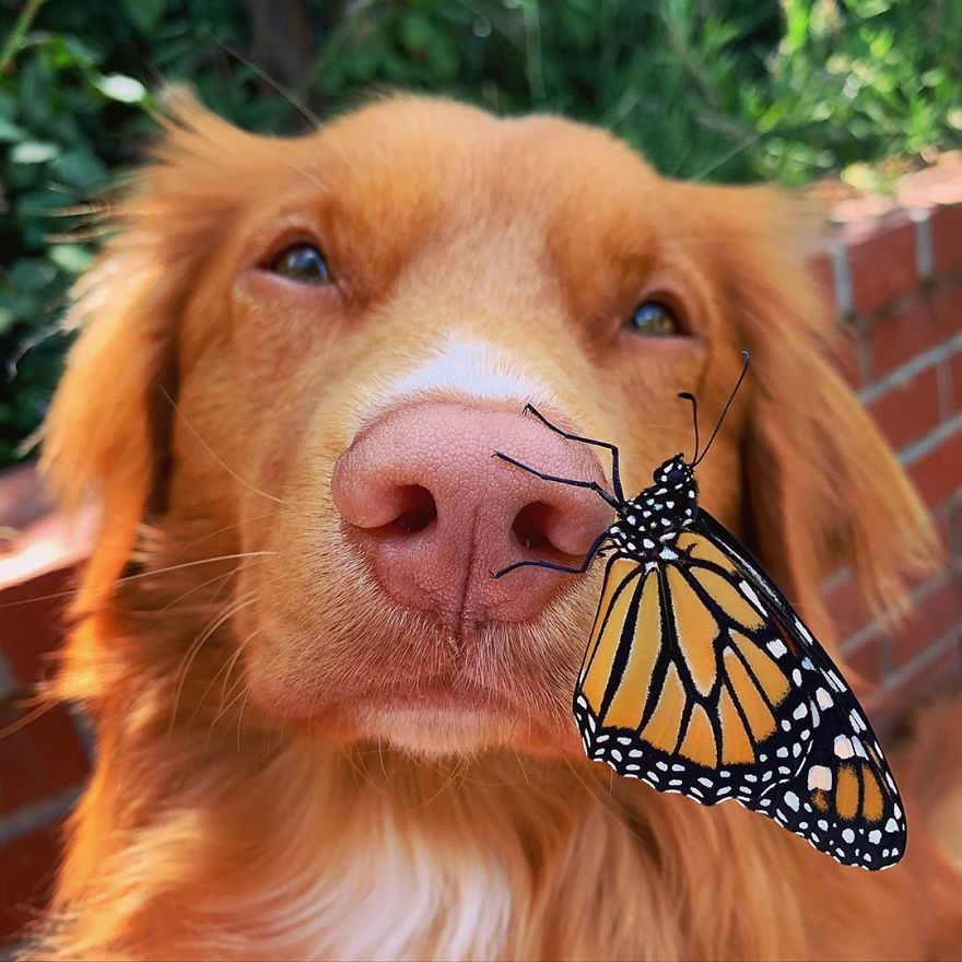 Gentle Doggo Befriends All The Butterflies That Live In His Garden (16 Pics)