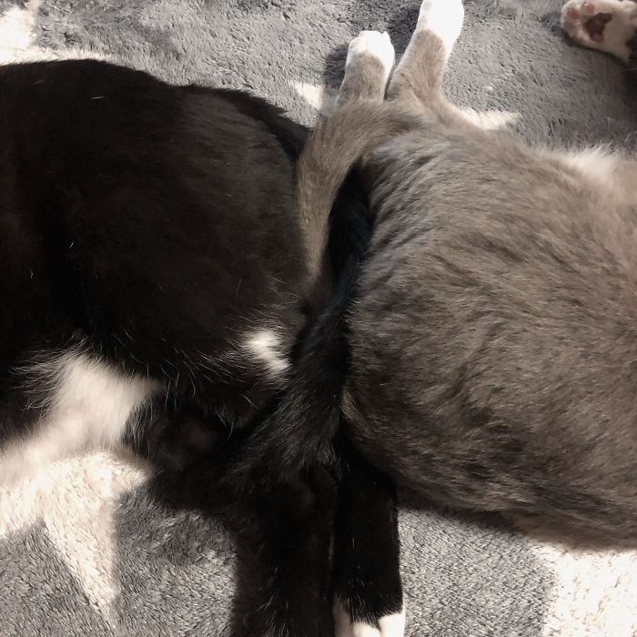 Weird-Position-Lying-Cats-Pics