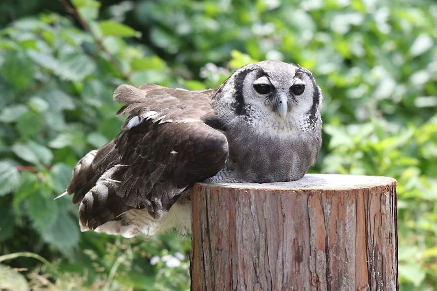 An Owl Named Calula &lsquo;Hugs&rsquo; A Log And Leaves The Internet Wondering Why
