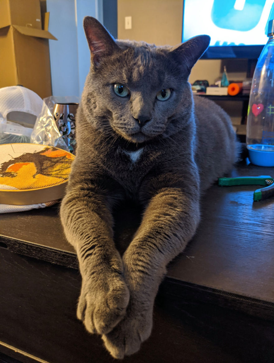 Woman Left Her Cat In Her Yard, Ran Outside After Hearing Screams To Find There Were Two Of Them And She Couldn't Tell Who Was Who