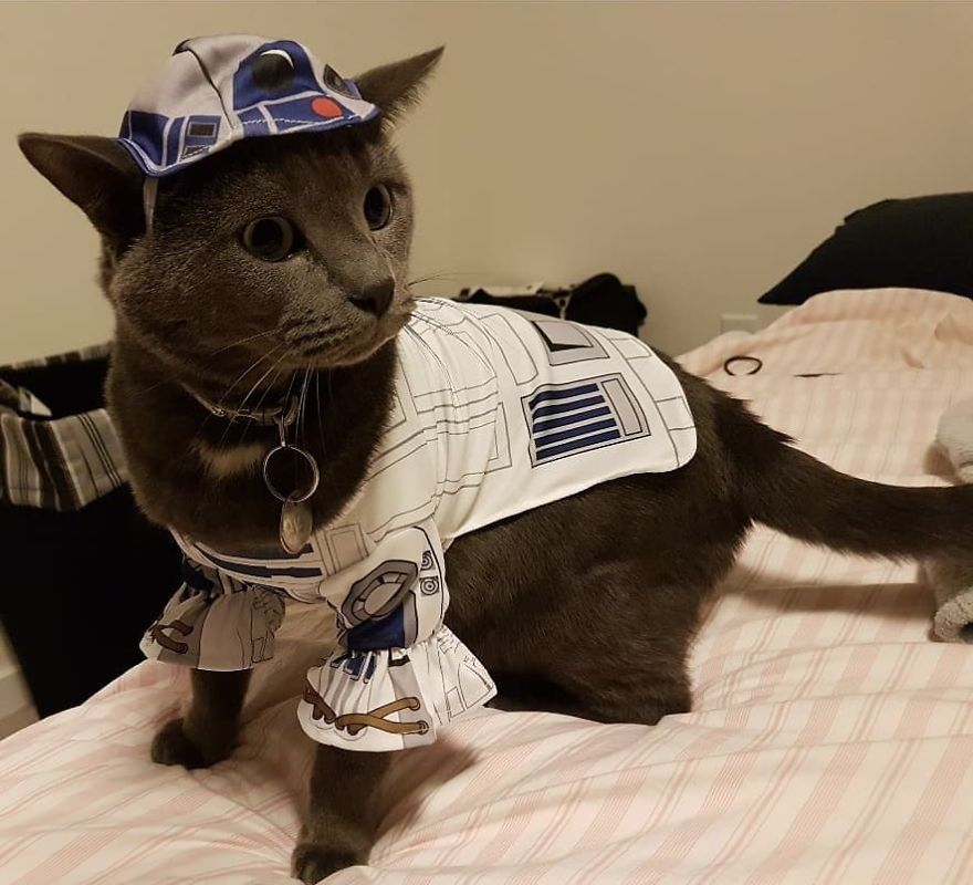 Woman Left Her Cat In Her Yard, Ran Outside After Hearing Screams To Find There Were Two Of Them And She Couldn't Tell Who Was Who