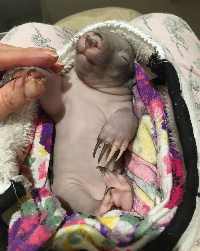 An Orphaned Baby Wombat Was Found In Her Dead Mother's Pouch Weighing Just 120 Grams, Got Rescued