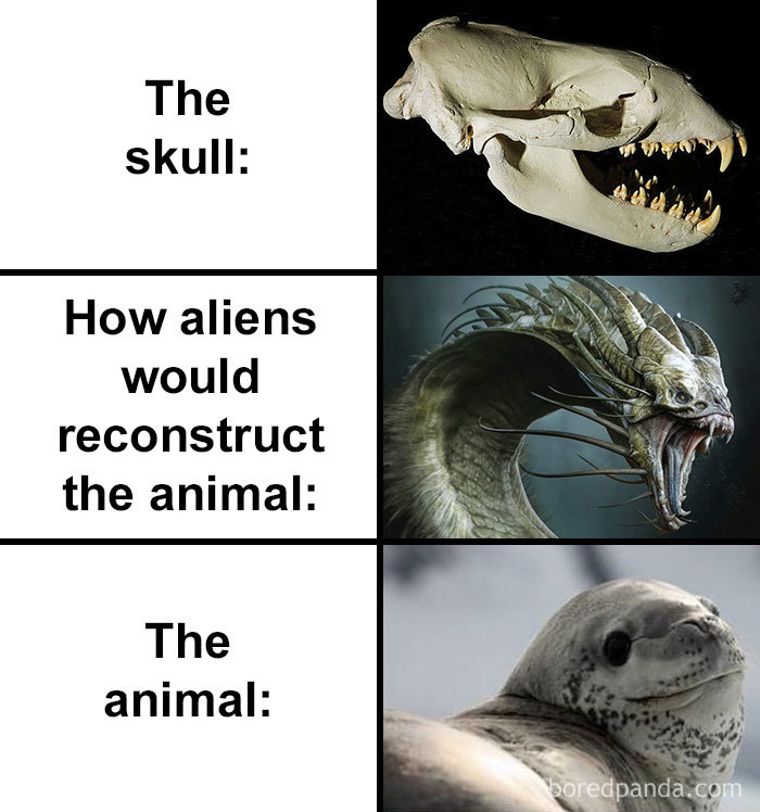 Skull-How-Aliens-Would-Reconstruct-Animal-Meme