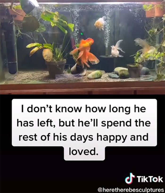 Dying, Neglected 10-Year-Old Goldfish Gets Returned To A Petstore, So This Person Nurses It Back To Health