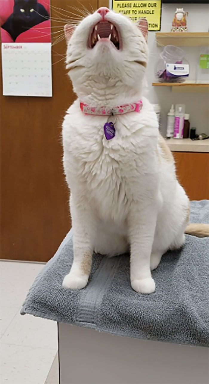 Ava Is Very Unhappy The Vet Is Taking So Long To See Her