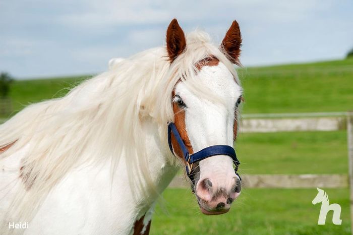 Volunteers 'Shocked' To See This 'Dead' Horse Still Alive Nurse It Back To Health And The Transformation Is Incredible