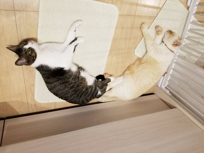 Weird-Position-Lying-Cats-Pics