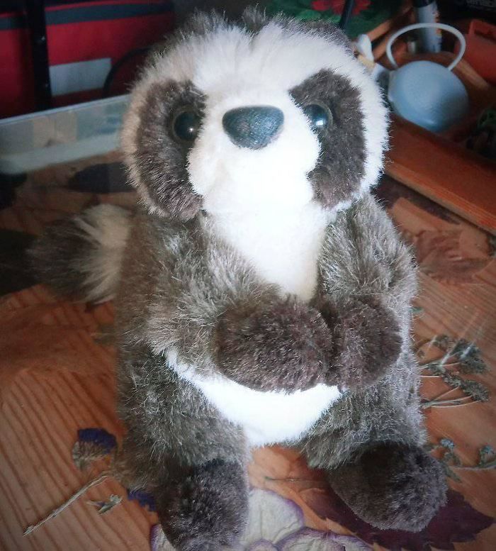 This Raccoon Plushie Is Federico. He's Been With Me For More Than 30 Years. It Was A Present By My Late Great Uncle