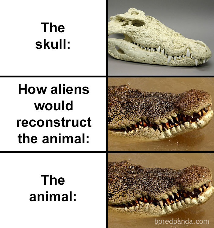 Skull-How-Aliens-Would-Reconstruct-Animal-Meme