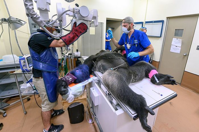 Images Of 433-Pound Gorilla Taking A COVID-19 Swab Test, Among Other Procedures, Got The Internet Buzzing (25 Pics) Images Of 433-Pound Gorilla Taking A COVID-19 Swab Test, Among Other Procedures, Got The Internet Buzzing (25 Pics)
