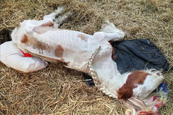 Volunteers 'Shocked' To See This 'Dead' Horse Still Alive Nurse It Back To Health And The Transformation Is Incredible Volunteers 'Shocked' To See This 'Dead' Horse Still Alive Nurse It Back To Health And The Transformation Is Incredible