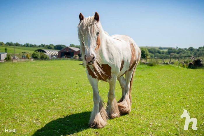 Volunteers 'Shocked' To See This 'Dead' Horse Still Alive Nurse It Back To Health And The Transformation Is Incredible Volunteers 'Shocked' To See This 'Dead' Horse Still Alive Nurse It Back To Health And The Transformation Is Incredible