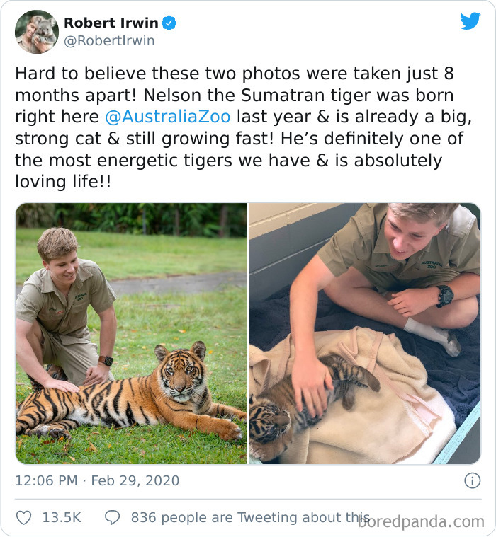 Nelson The Sumatran Tiger 8 Months In Between