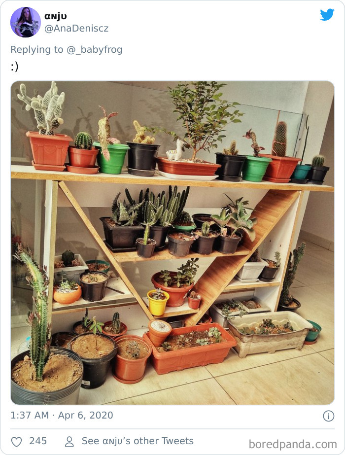 Plants-Obsession-Illustration-Cecile-Dormeau