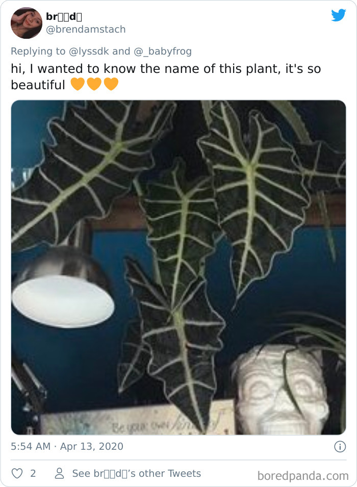 Plants-Obsession-Illustration-Cecile-Dormeau