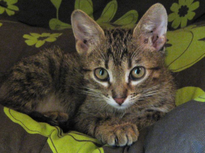 Nello, The Only Survivor Of A Litter To Which They Set Fire...