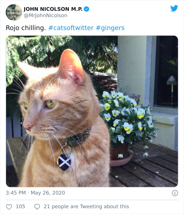 "I Apologize For My Cat&rsquo;s Tail": Scottish MP Goes Viral After His Cat Photobombs A Zoom Meeting