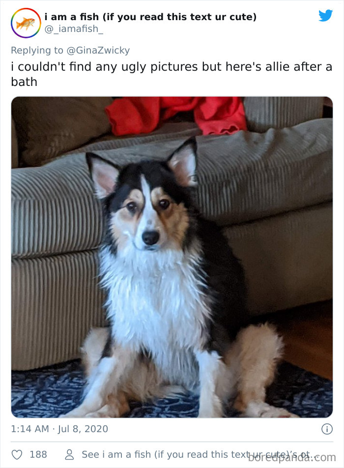 Ugly-Pictures-Of-Pets