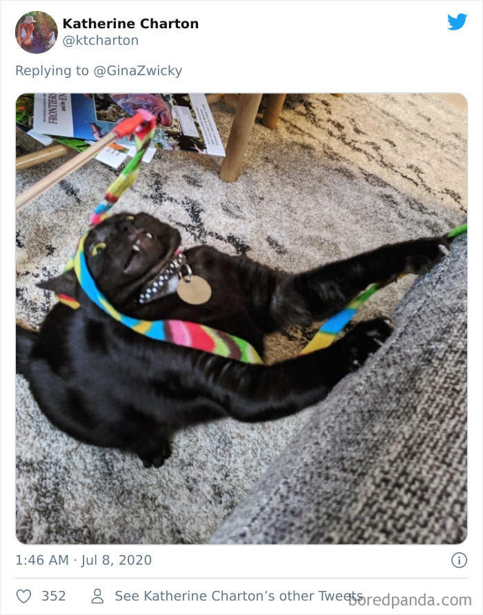 Ugly-Pictures-Of-Pets