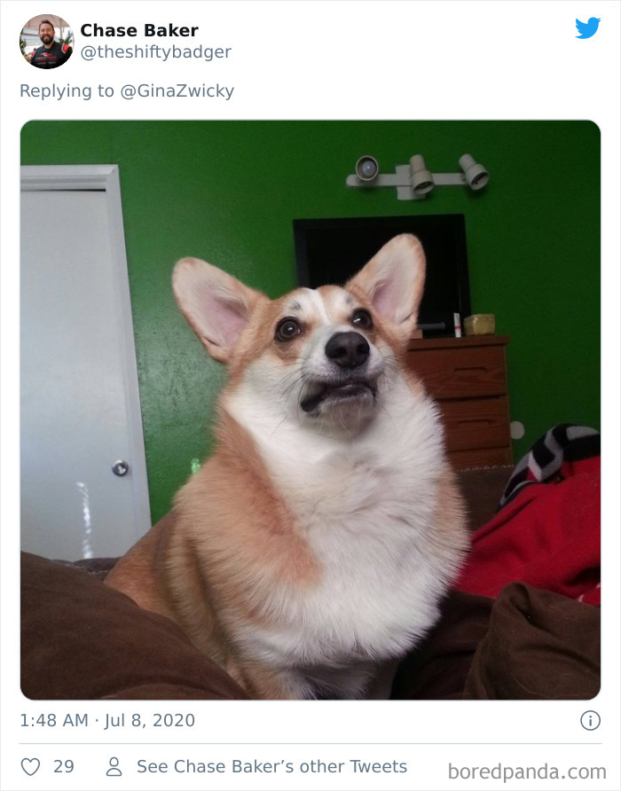 Ugly-Pictures-Of-Pets