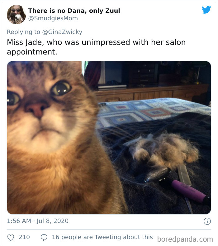 Ugly-Pictures-Of-Pets