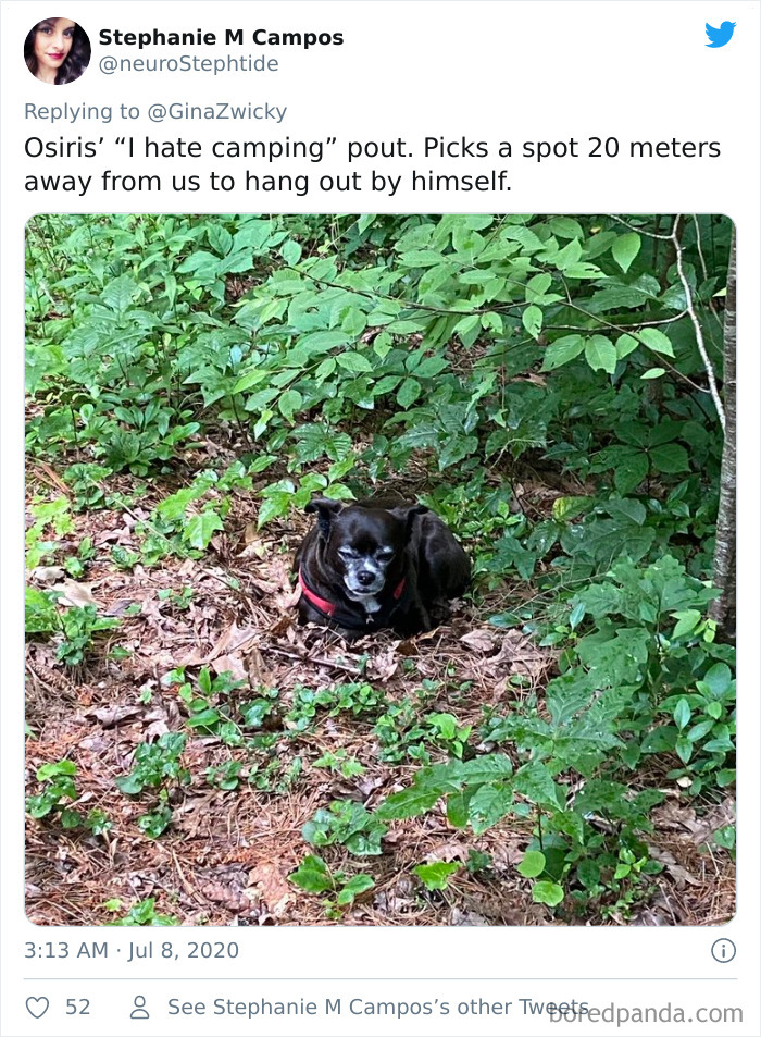 Ugly-Pictures-Of-Pets