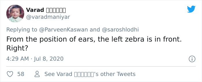 People Can't Agree Which Of These 2 Zebras Is Looking At The Camera People Can't Agree Which Of These 2 Zebras Is Looking At The Camera