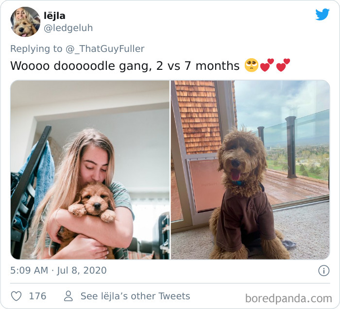 People-Share-Dog-Photos-Then-And-Now