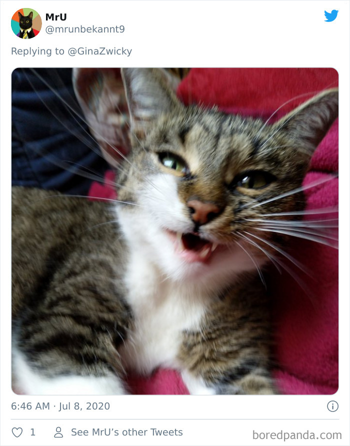 Ugly-Pictures-Of-Pets