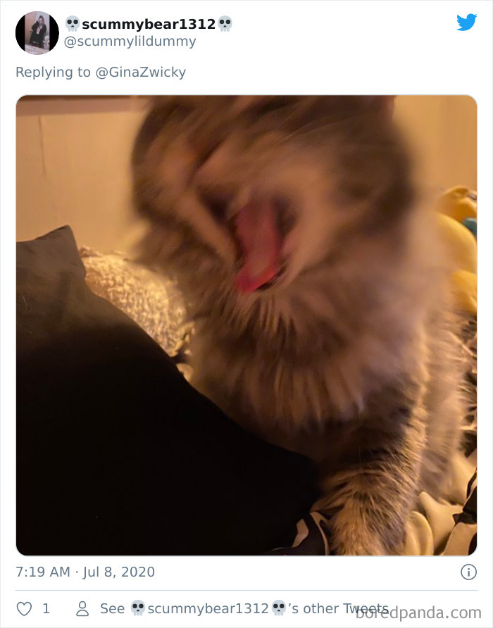 Ugly-Pictures-Of-Pets