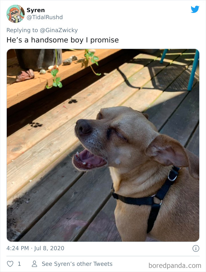 Ugly-Pictures-Of-Pets