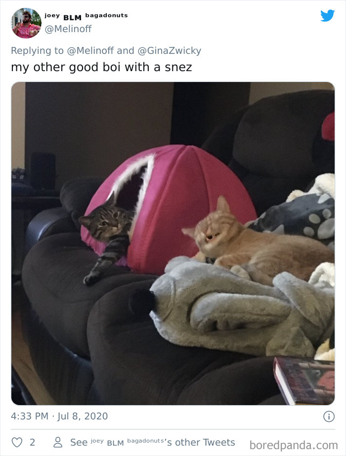 Ugly-Pictures-Of-Pets