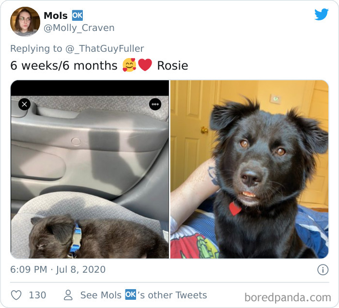 People-Share-Dog-Photos-Then-And-Now