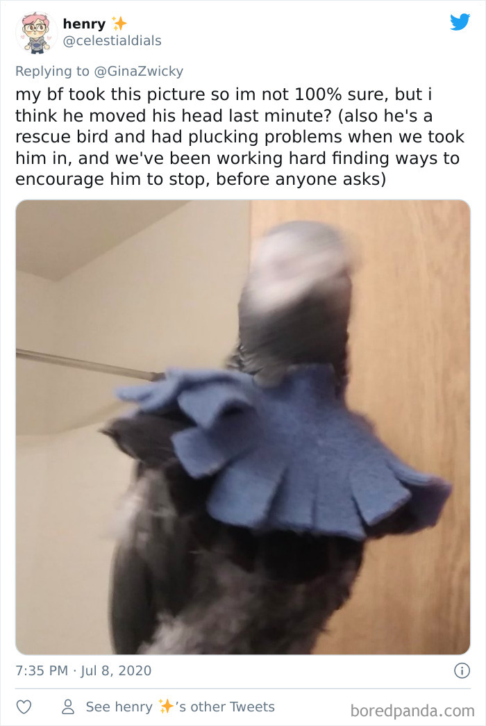 Ugly-Pictures-Of-Pets