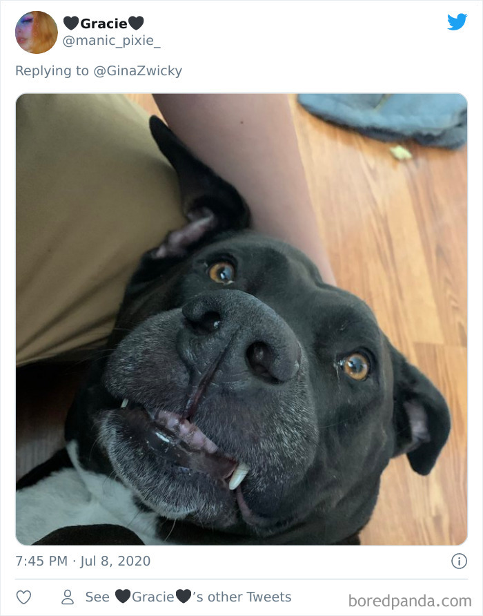 Ugly-Pictures-Of-Pets