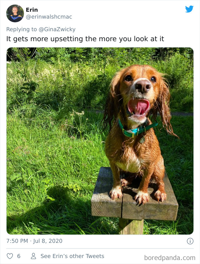 Ugly-Pictures-Of-Pets