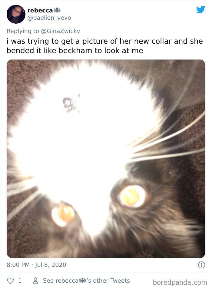 Ugly-Pictures-Of-Pets