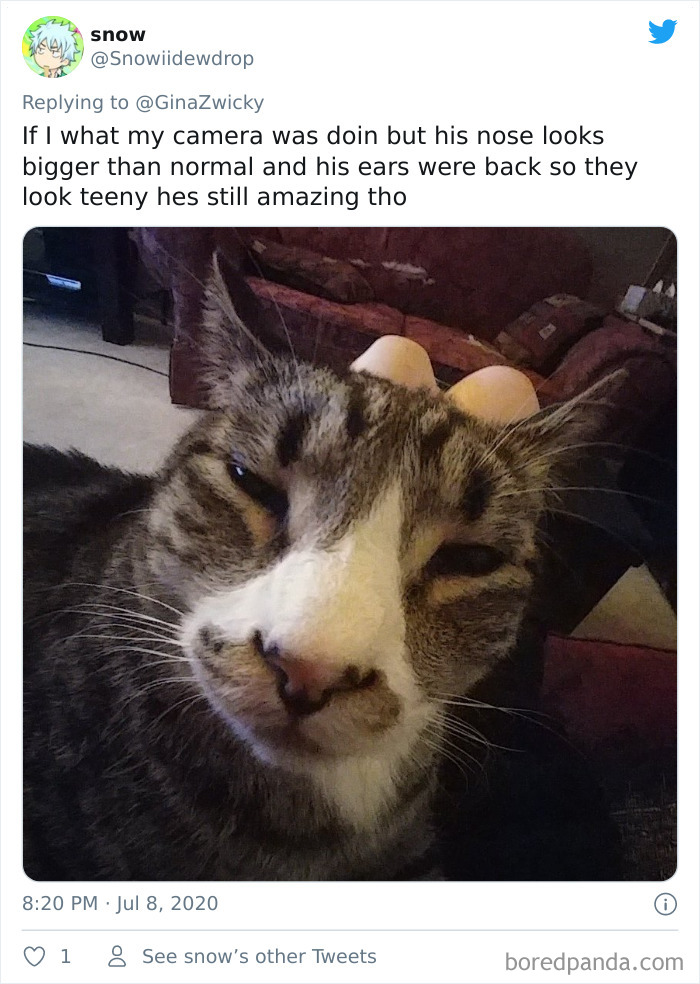 Ugly-Pictures-Of-Pets