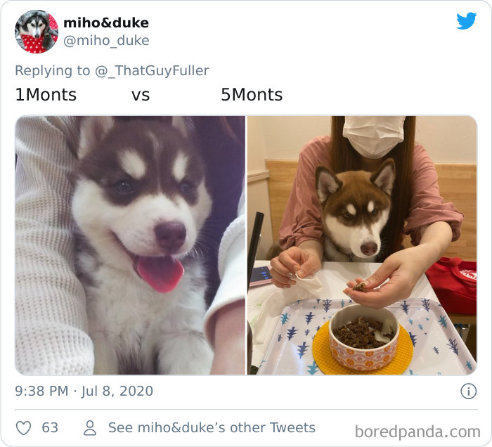 People-Share-Dog-Photos-Then-And-Now